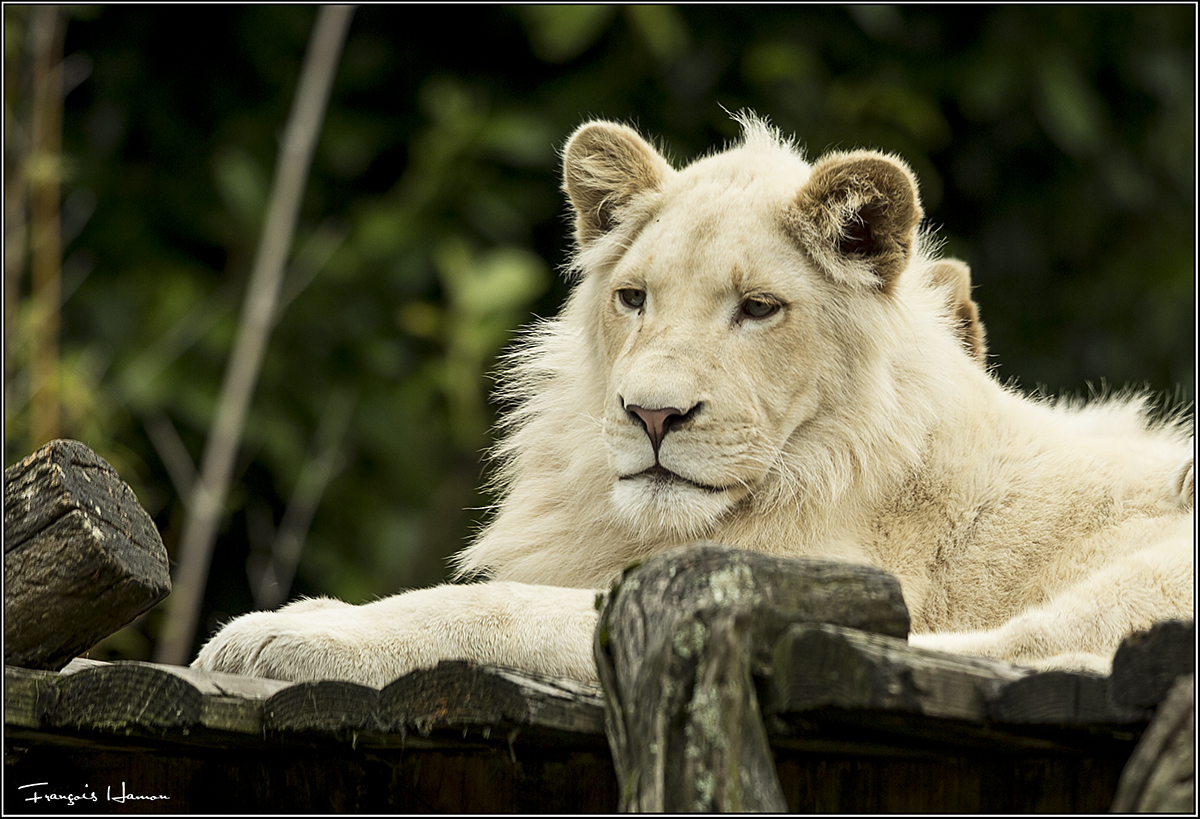 White lion