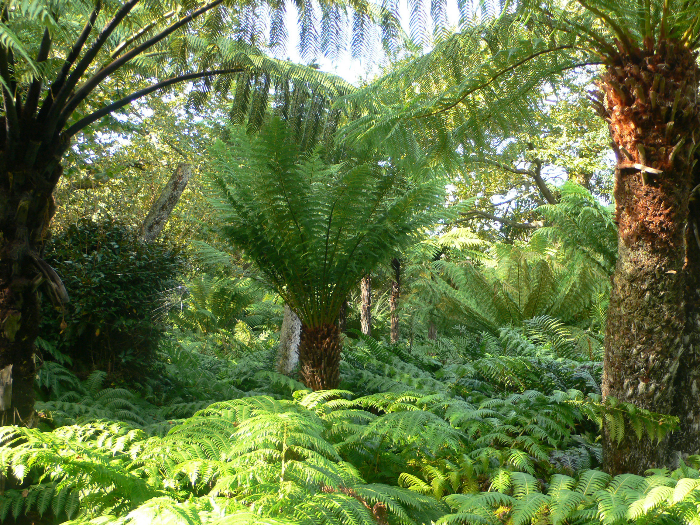 Tresco Abbey Garden (TAG)
