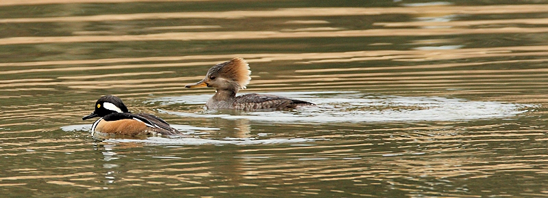 Hooded Mergansers