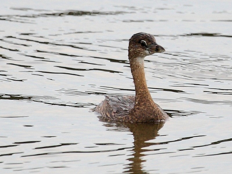 Pied-billed Grebe