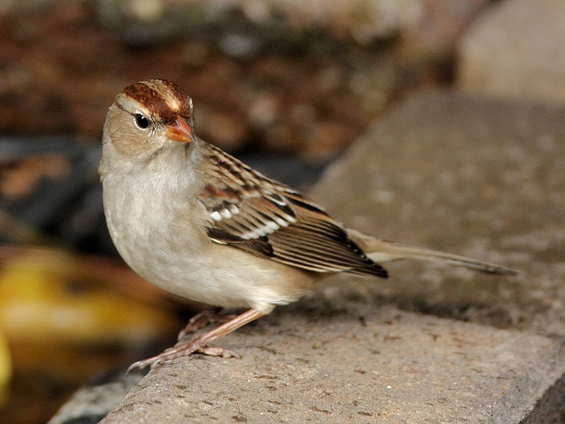 White-crowned Sparrow - Immature