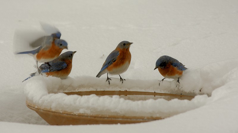 Bluebirds in the Snow