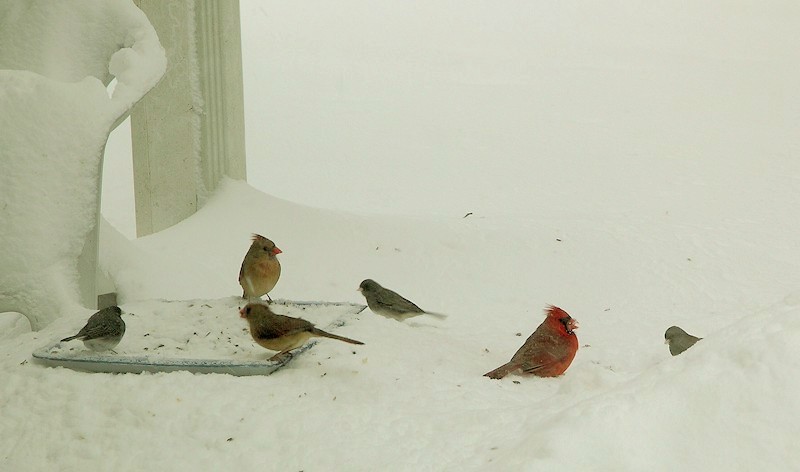 Cardinals and Juncos