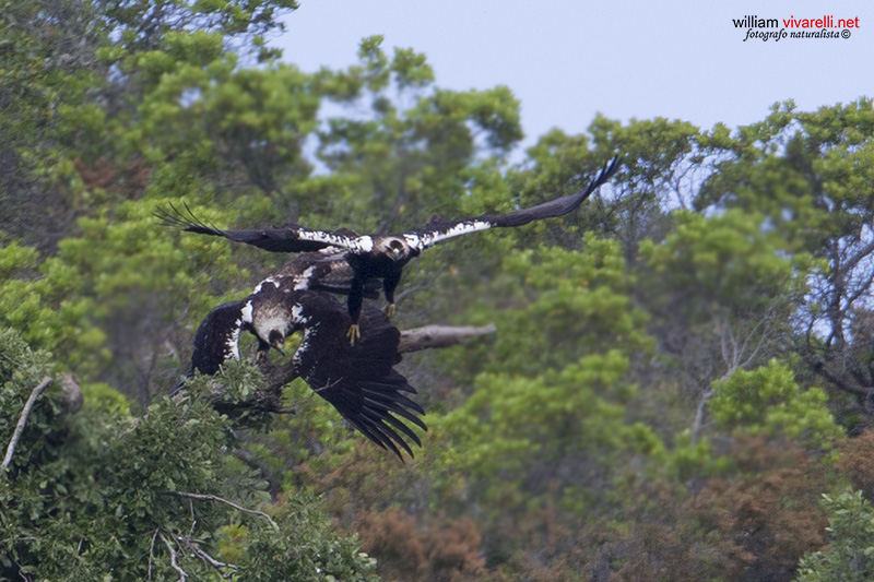 Aquila imperiale iberica (Aquila adalberti)