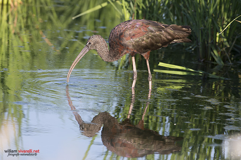 Minattaio (Plegadis falcinellus)