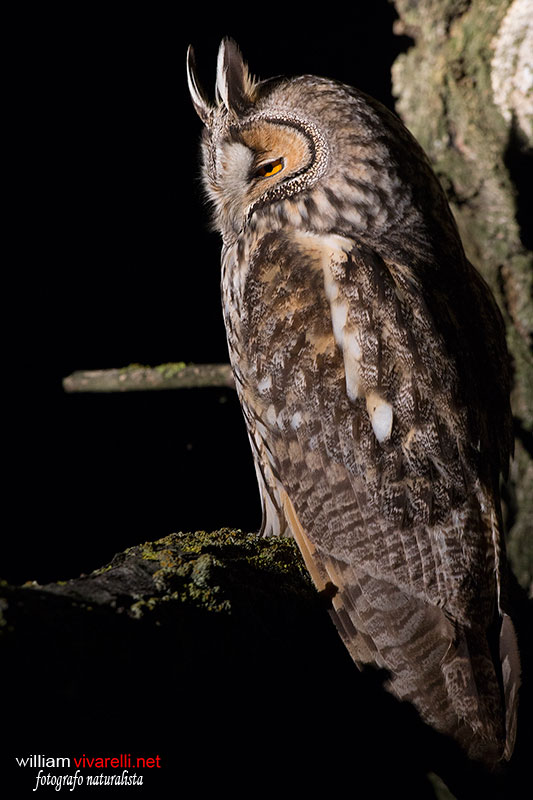 Gufo comune (Asio otus)
