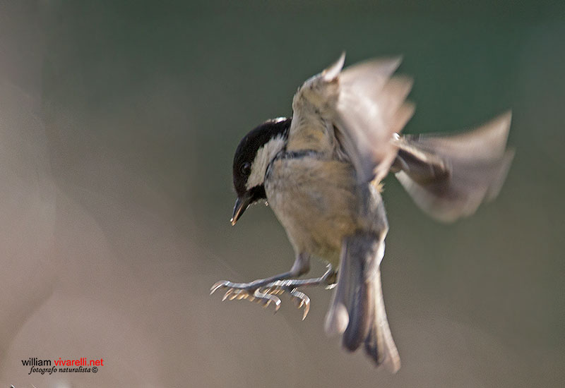 Cincia mora (Periparus ater)