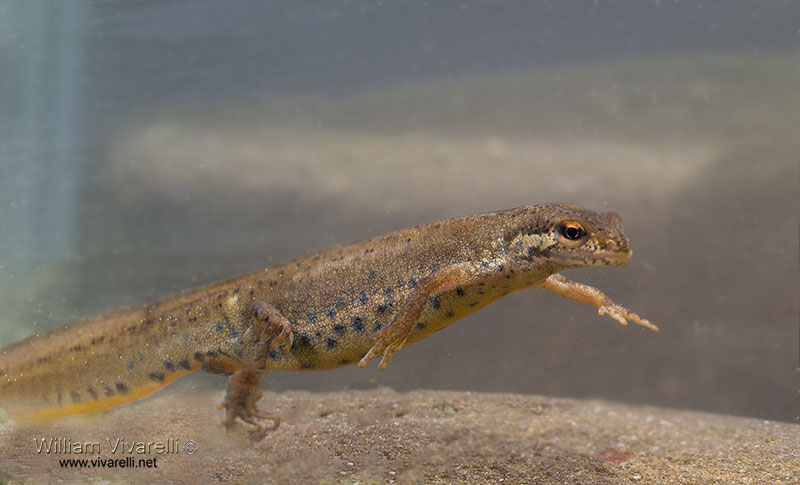Tritone punteggiato (Triturus vulgaris)