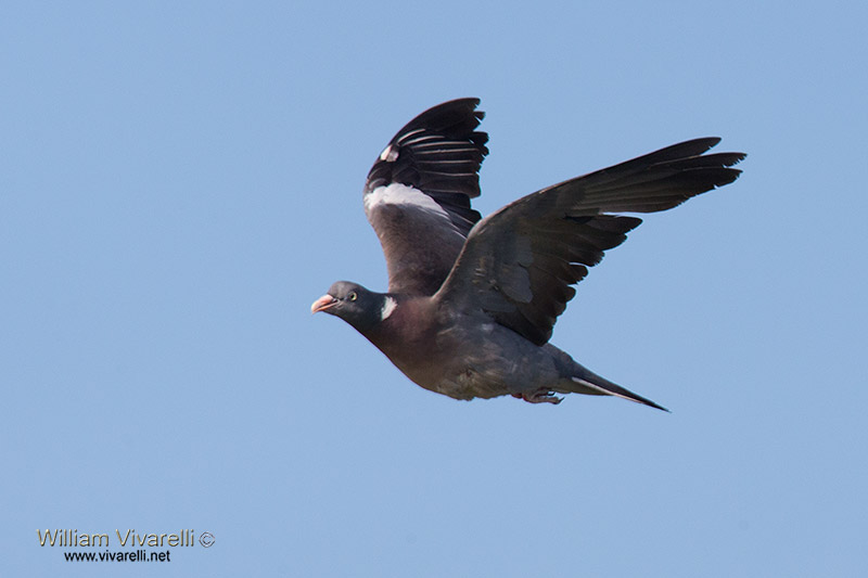 Colombaccio (Columba palumbus)