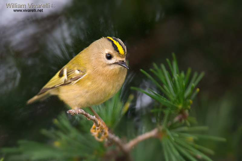 Regolo (Regulus regulus)