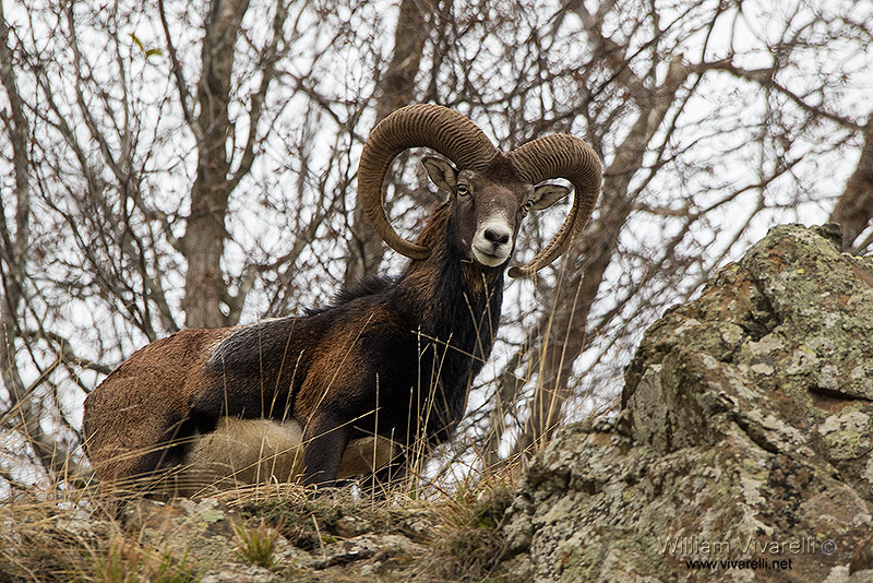 Muflone (Ovis musimon)