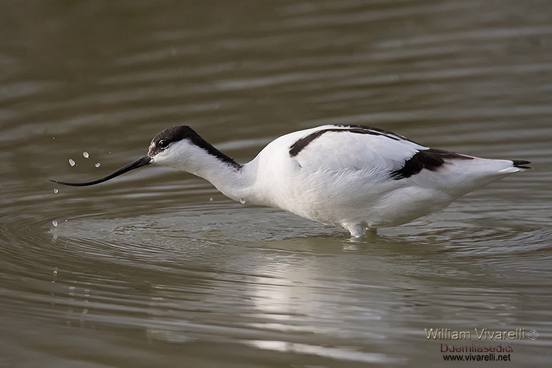 Avocetta (Avosetta recurvirostra)