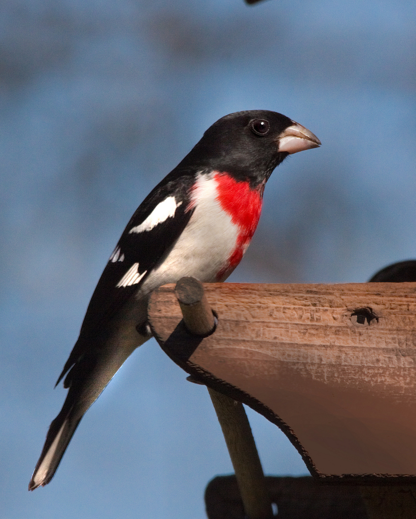 Rose-Breasted Grosbeak 2