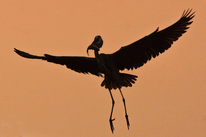 Blue Heron - Morning Catch