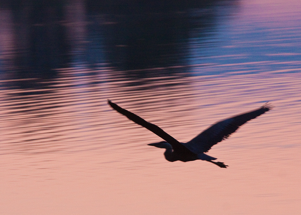 Blue Heron - Morning Flight