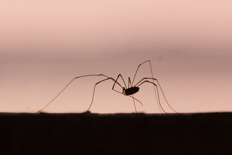 Daddy Long Legs