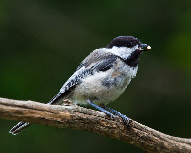 Chickadee 1