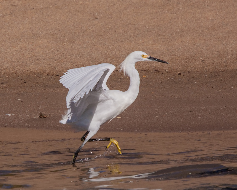 Prancing Egret