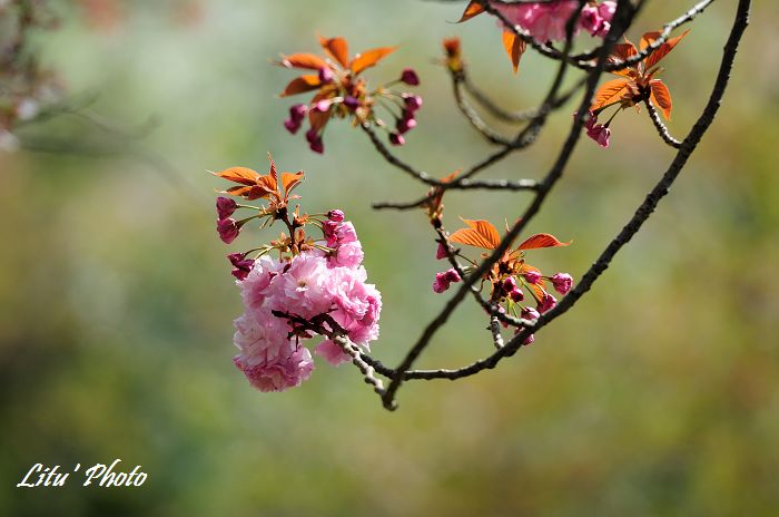 DSC_8166.jpg