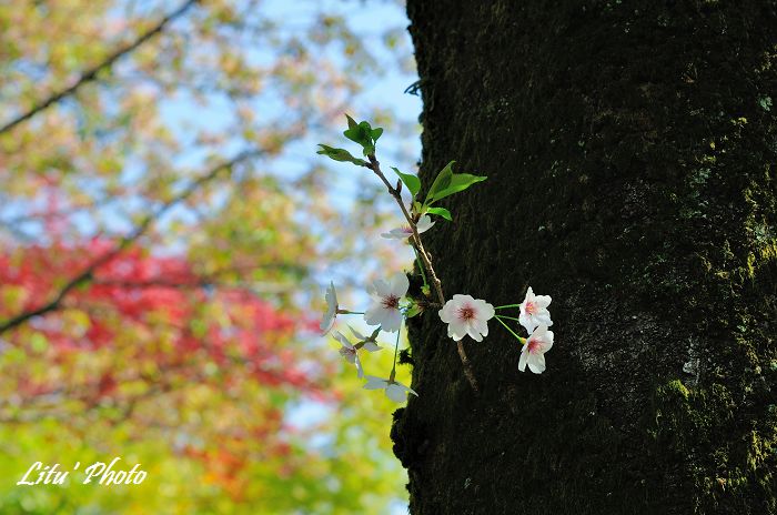 DSC_8219.jpg