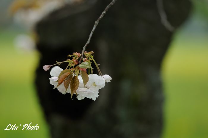 DSC_8976.jpg