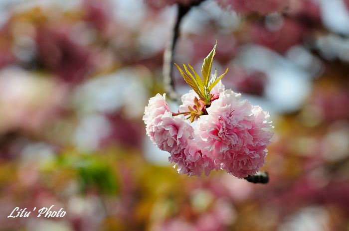 DSC_9010.jpg
