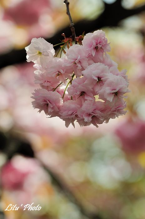 DSC_9031.jpg