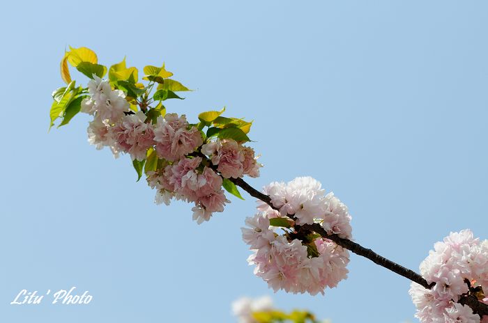 DSC_9136.jpg