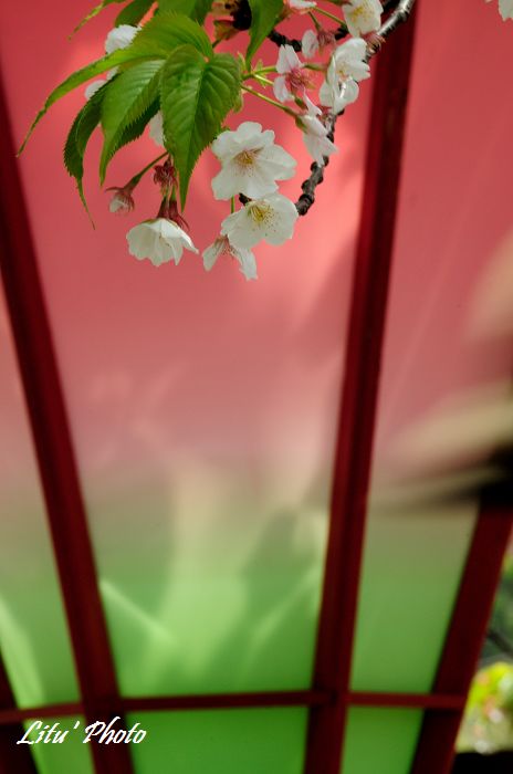 DSC_9149.jpg