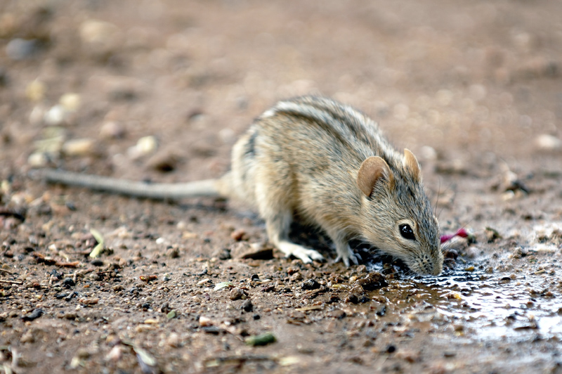 Four striped grass mouse in the desert of Sossuvlei - Namibia