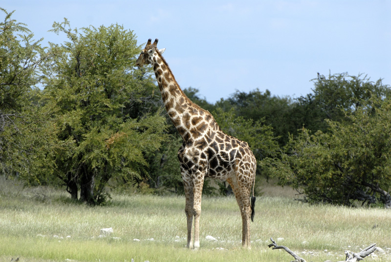 Giraffe - Namibia