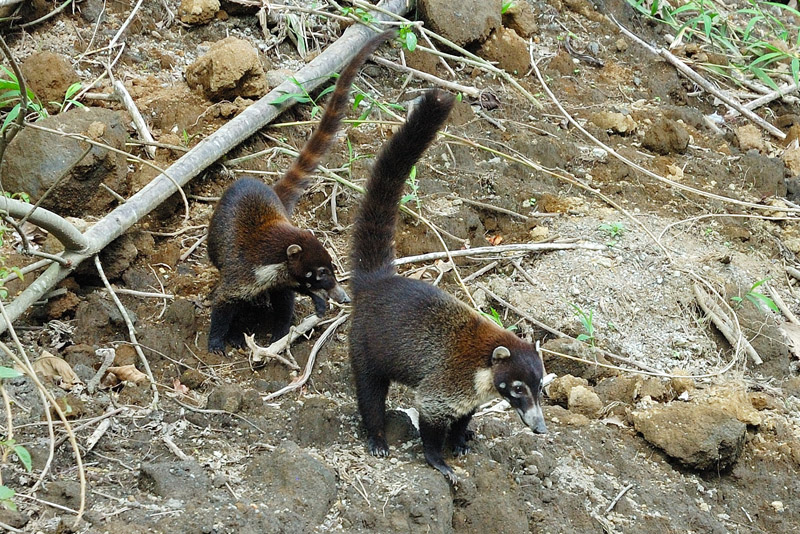  White-Nosed Coati - Costa Rica
