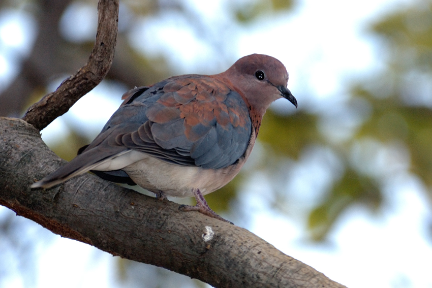 Laughing Dove