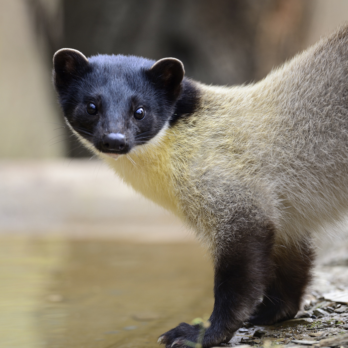 Yellow-throated Marten - North India