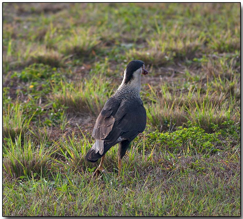 Northern Caracara