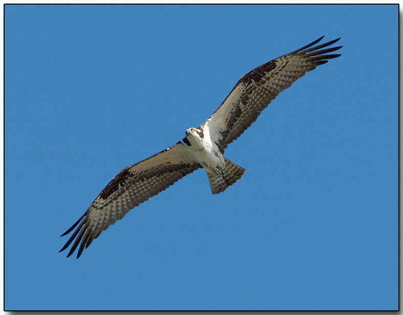 Osprey