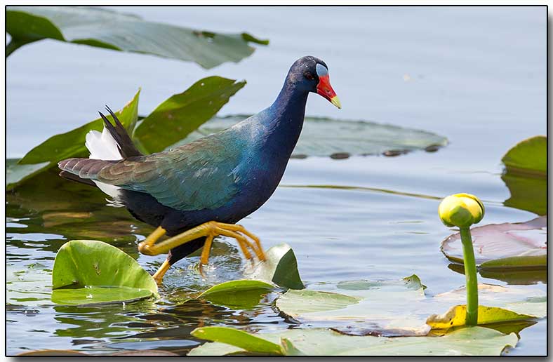 Purple Gallinule