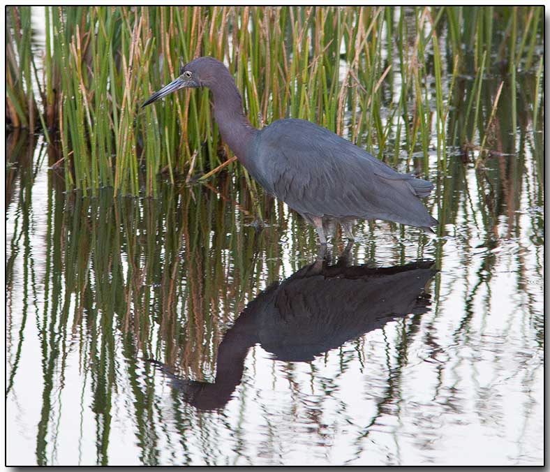 Little Blue Heron