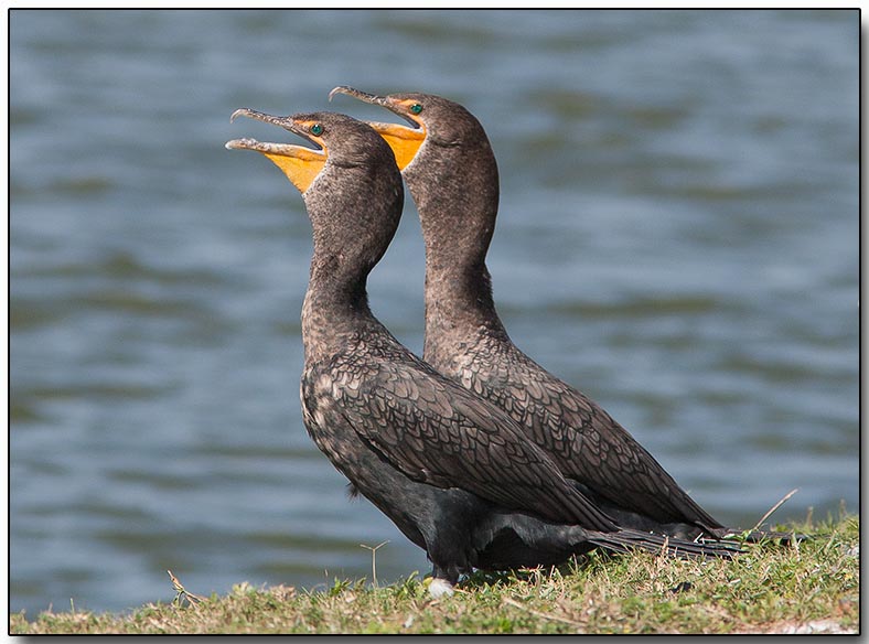 Double-crested Cormorant