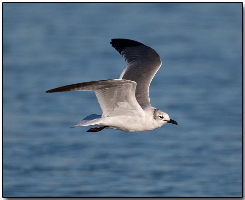 Laughing Gull