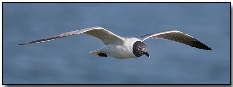 Laughing Gull