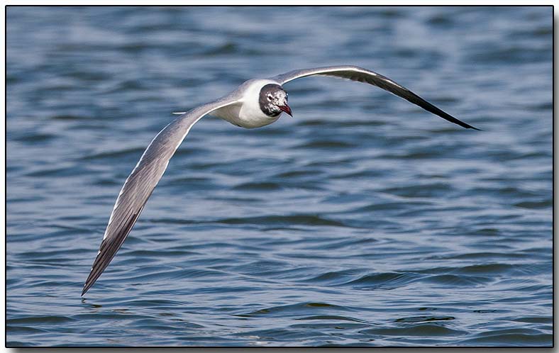Laughing Gull