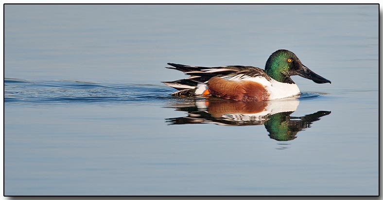 Northern Shoveler