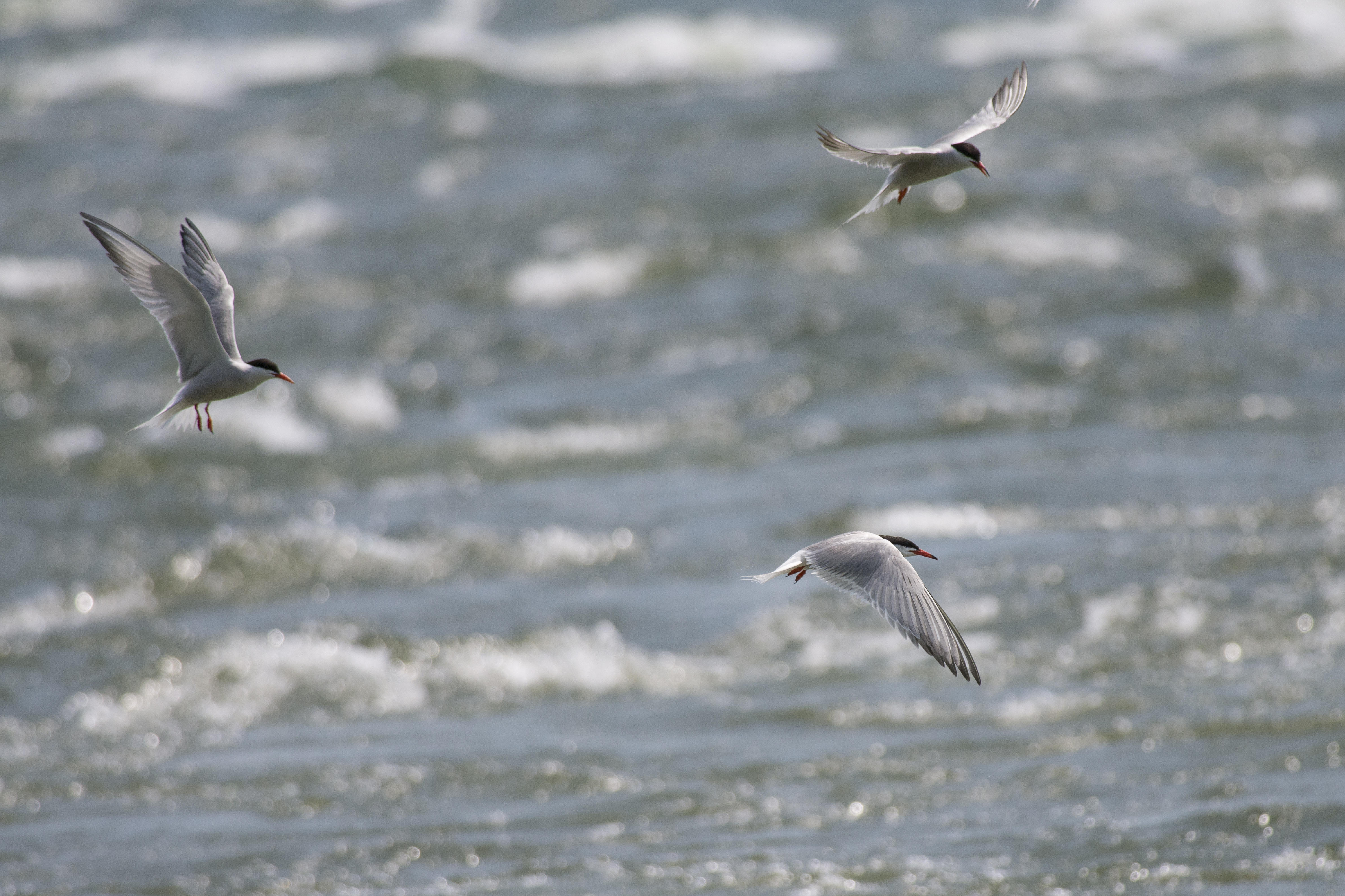 Sterne Pierregarin Common Tern