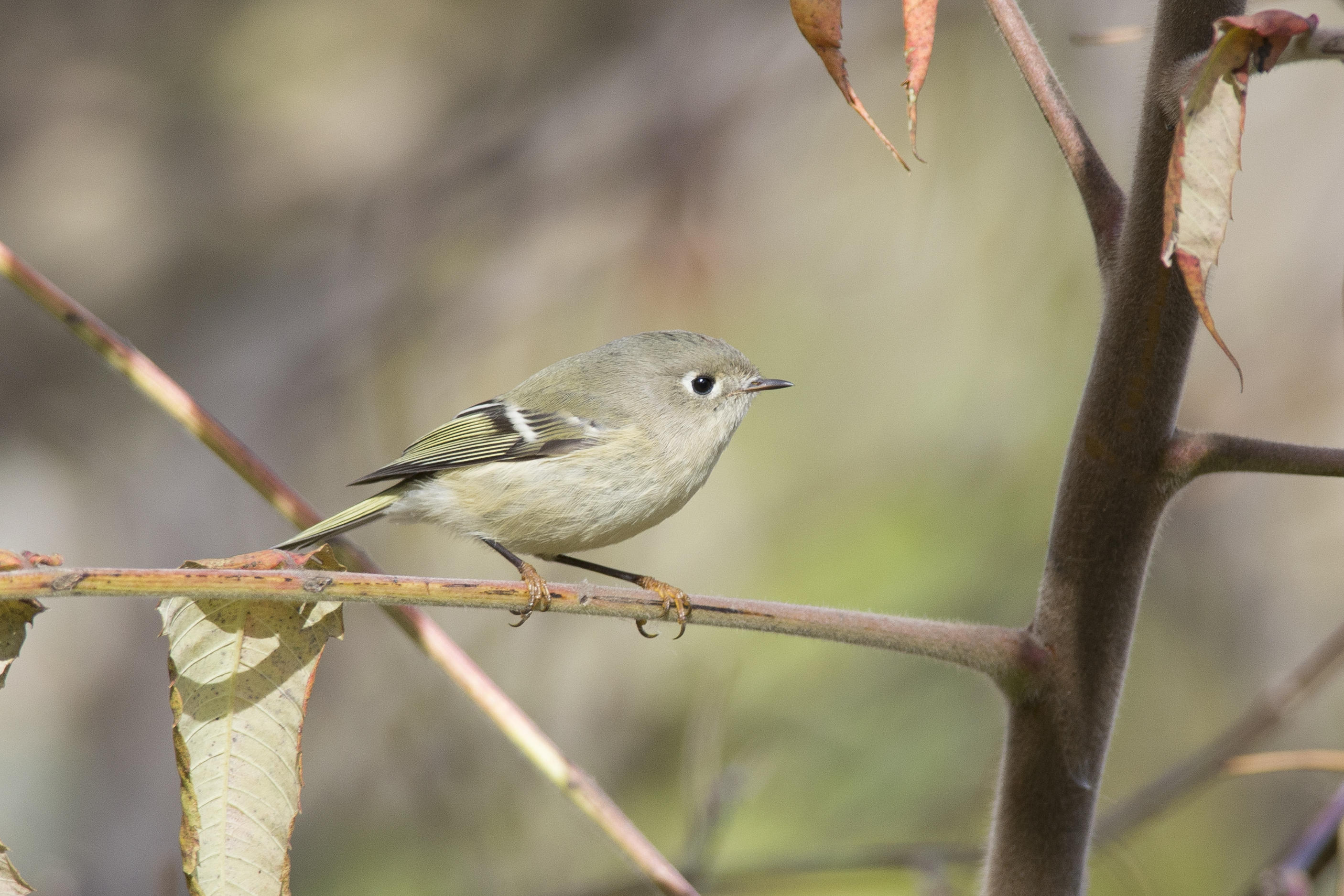 Roitelet  couronne rubis Ruby-crowned Kinglet