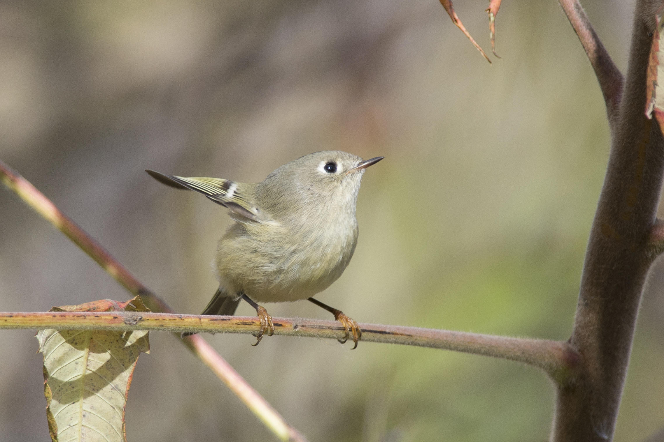 Roitelet  couronne rubis Ruby-crowned Kinglet