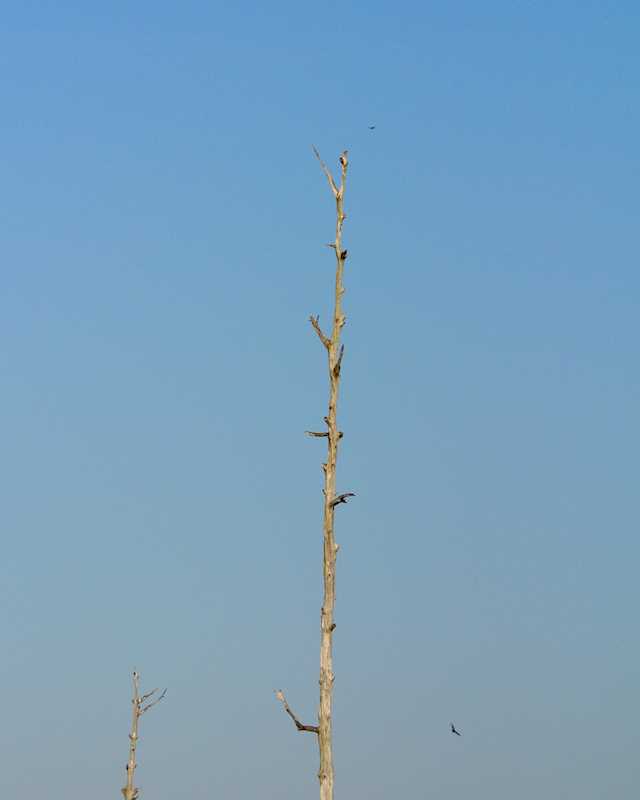 Old Eagle Tree 3912nt.jpg