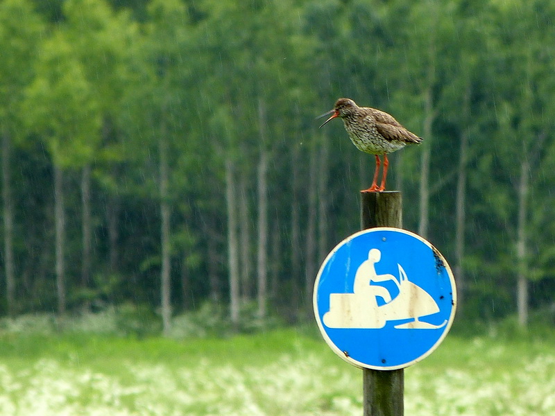 No Scooters please!