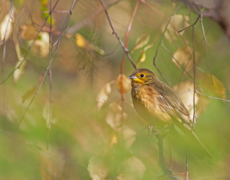 Gulsparv (Emberiza citrinella)