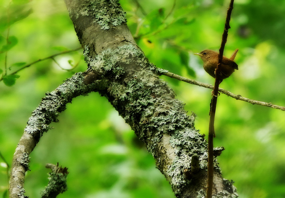 Grdsmyg (Troglodytes troglodytes)